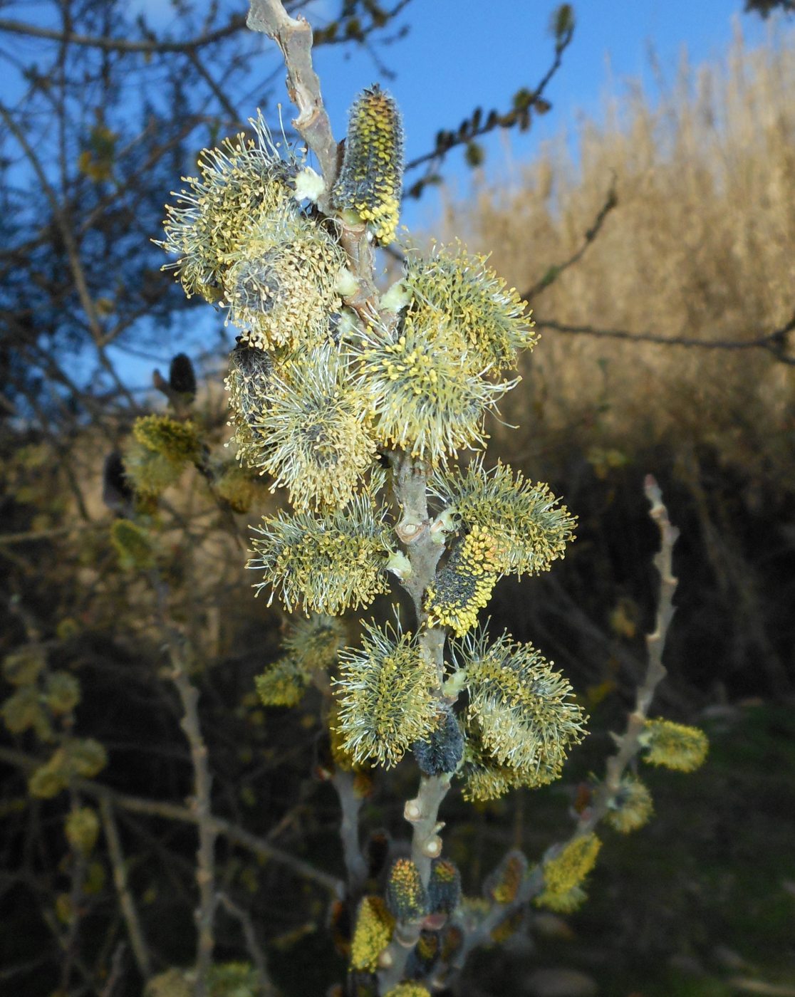 Salix atrocinerea / Salice di Gallura